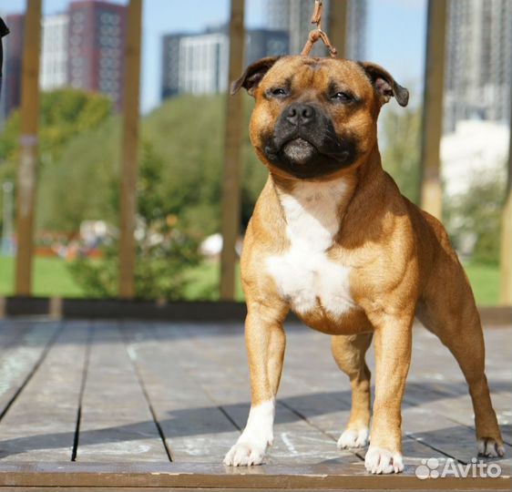 Стаффордширский бультерьер вязка