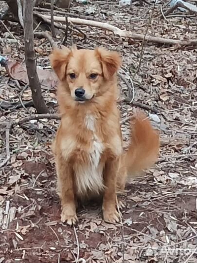 Рыжик в поисках дома