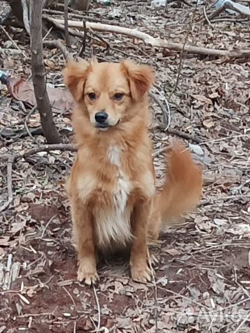 Рыжик в поисках дома