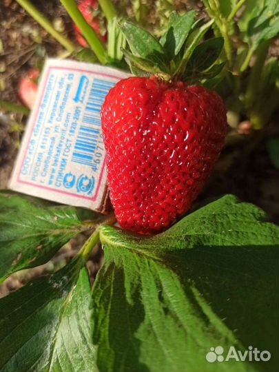 Клубника рассада и не только