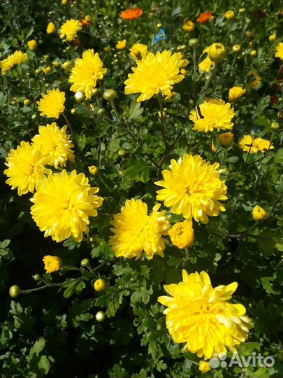 Хризантемы (дубки) желтые