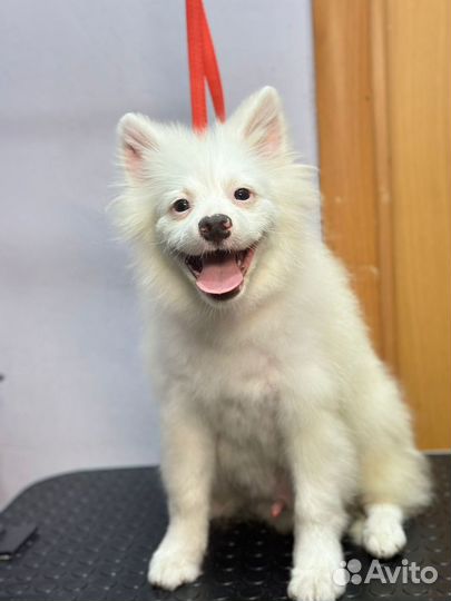 Щенок самоеда