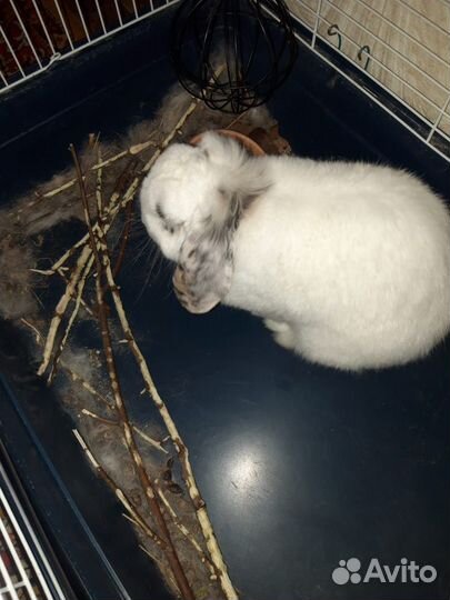 Кролик породы вислоухий баран