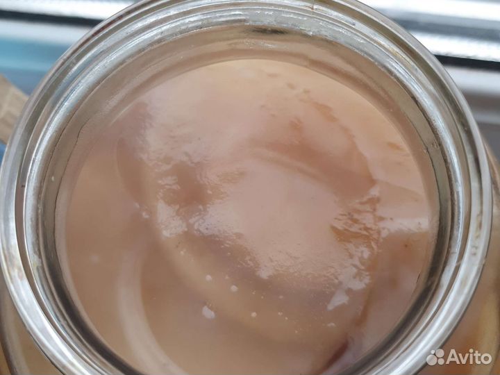 Чайный гриб комбуча и розовый