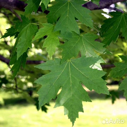 Клен зеленый обыкновенный, саженец с доставкой