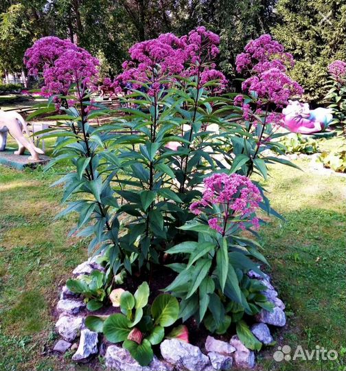 Рябинник рябинолистный