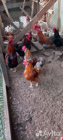 Продаются петухи