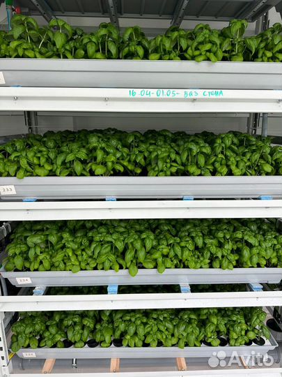 Вертикальная ферма зелени. Гидропоника