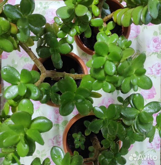 Денежное дерево