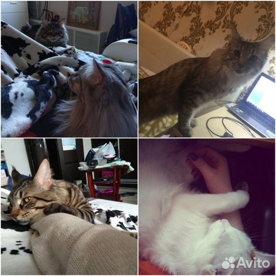 Передержка собак и кошек