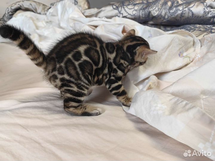 Бенгальская