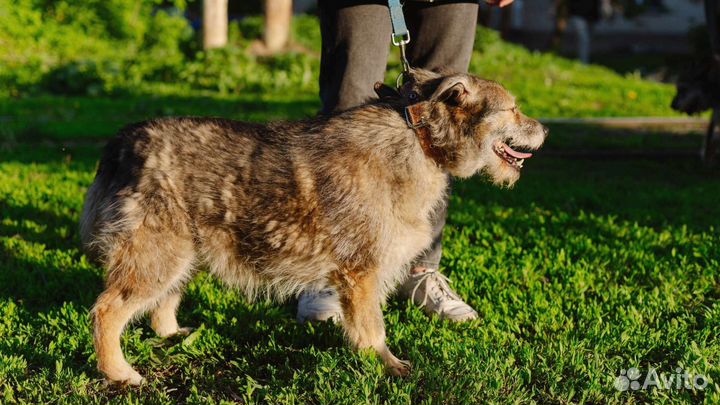 Собака-улыбака Шерочка ищет друга