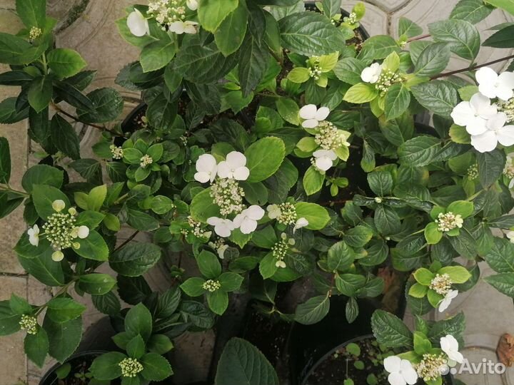 Гортензия ампельная Сбежавшая Невеста