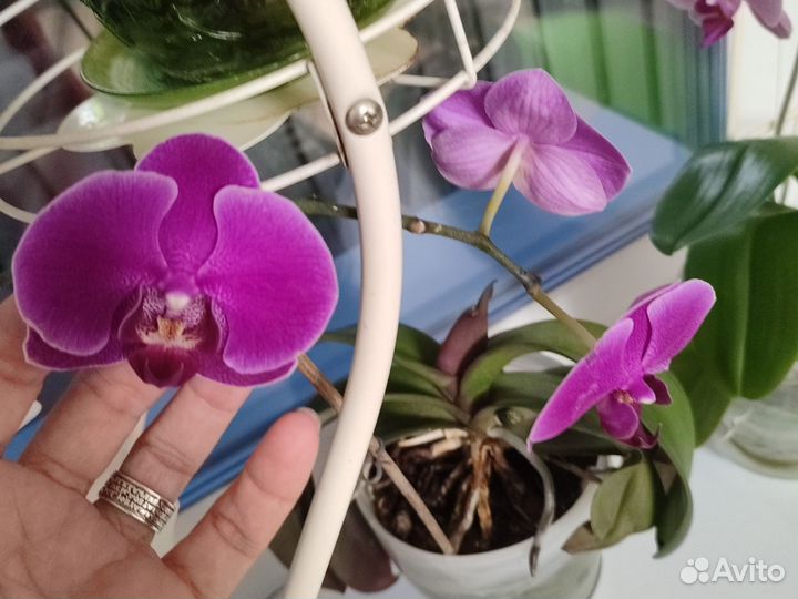 Орхидея фаленопсис