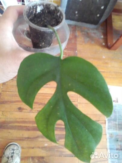 Монстера Альба и минима, Бурле вариегатный фил