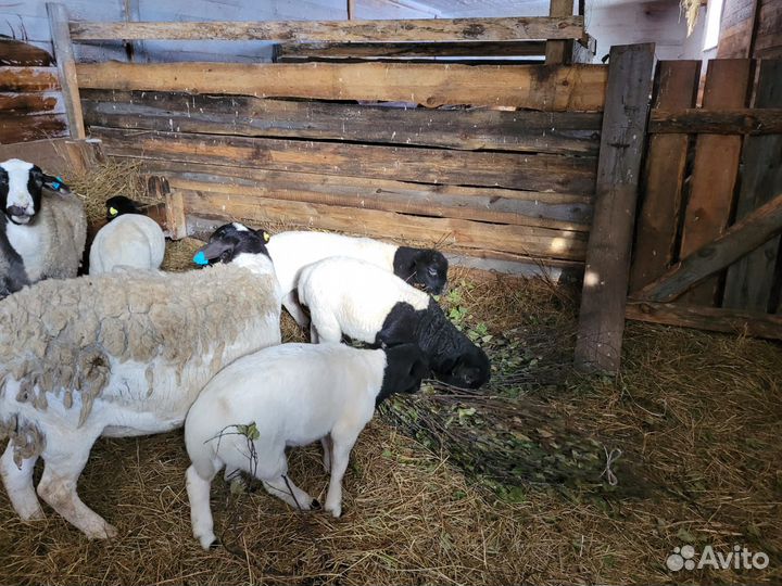 Овцы бараны дорпер