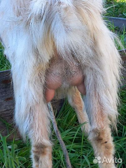 Коза дойная