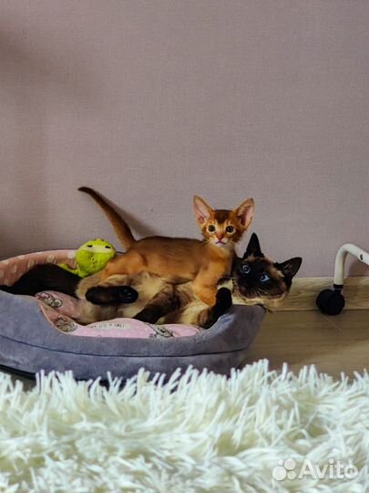 Абиссинские котята