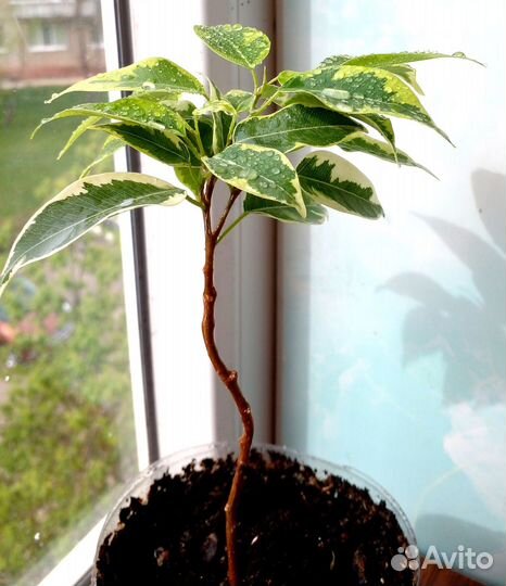 Фикус Кинки вариегатный кручёный ствол крона