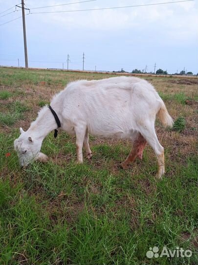 Коза ламанча