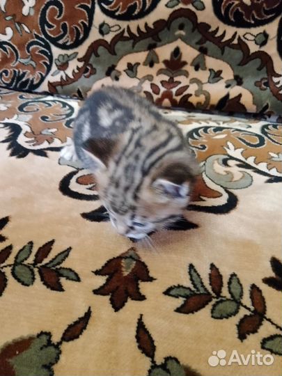 Красивые котята