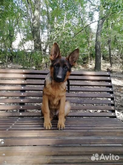 Щенок овчарки