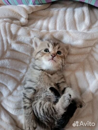 Британские котята