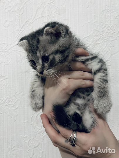Кошки в добрые руки