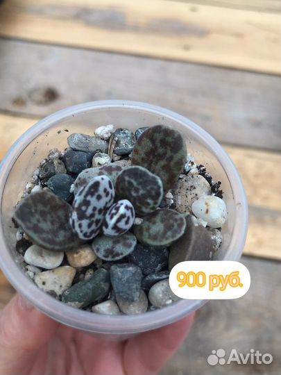 Суккуленты