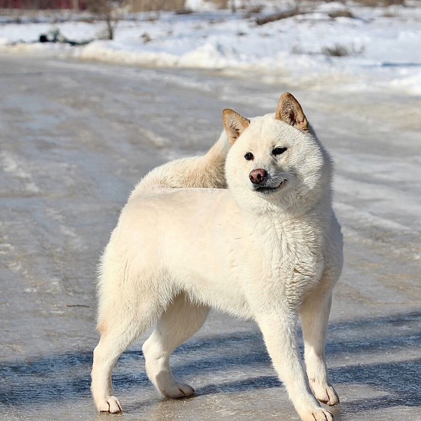 Сиба Ину, белая,девочка, 1,5 года