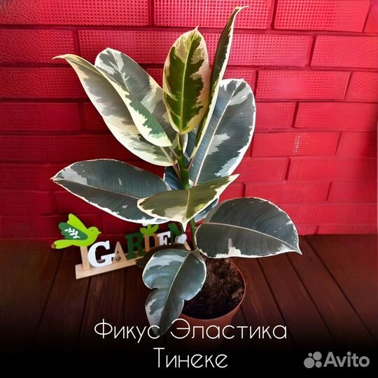 Фикус Эластика Тинеке