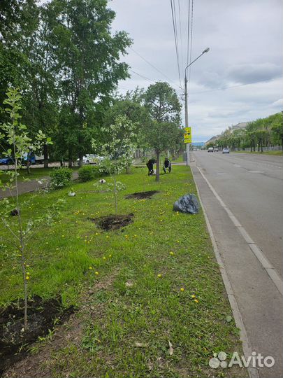 Тополь серебристый,саженцы