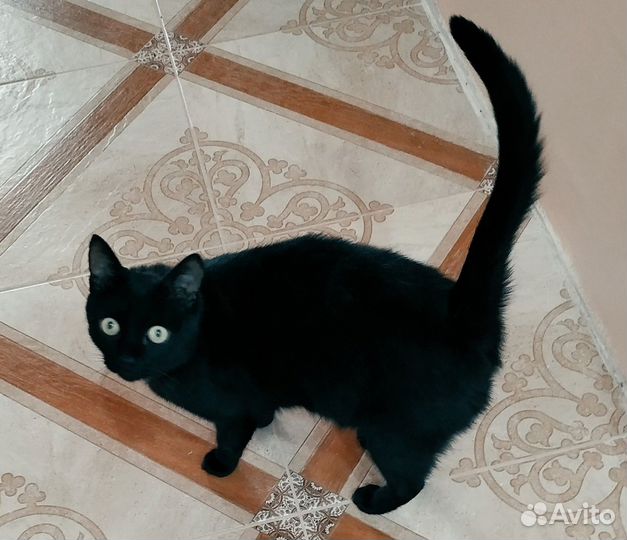 Молоденький котик Уся (ищем дом)