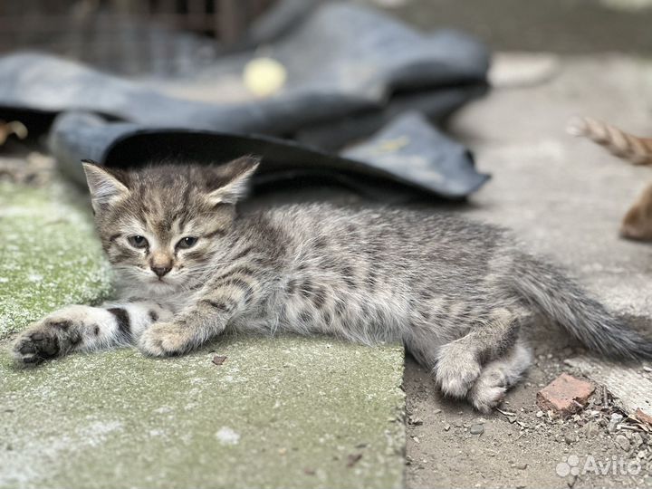 Котята в добрые руки мальчики