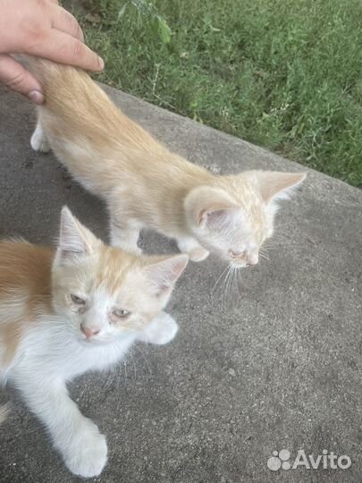 Катята от кошки крыселовки