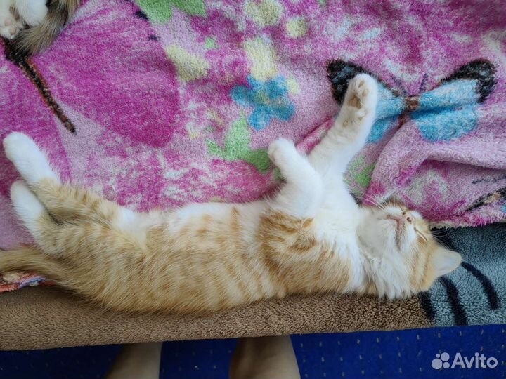 Котята в добрые руки бесплатно