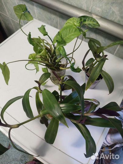 Сингониум и Рео