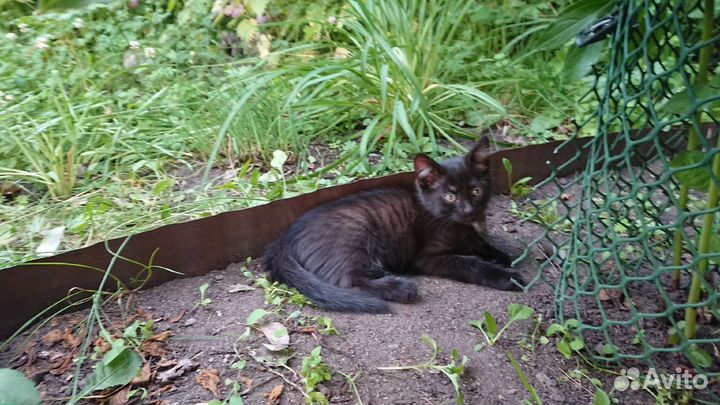 Котята мальчики ищут дом