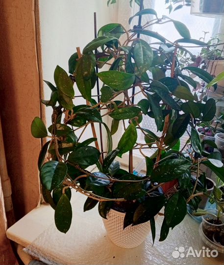 Хойя карноза