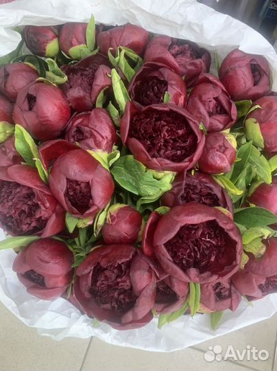 Пионы в наличии