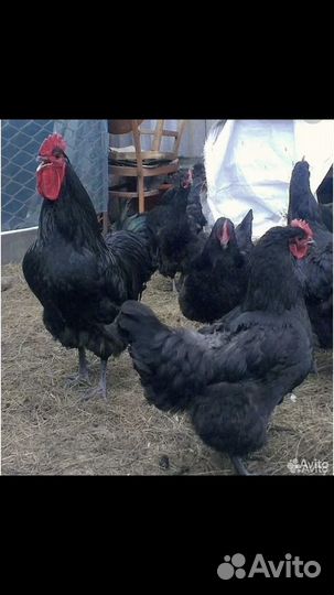 Куры джерсийский гигант