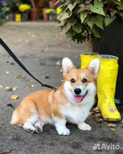 Продам вельш-корги