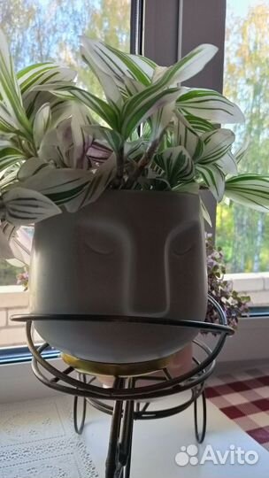 Растения комнатные, белая традесканция