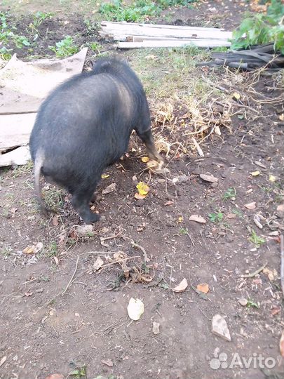 Вьетнамский вислобрюхий хряк