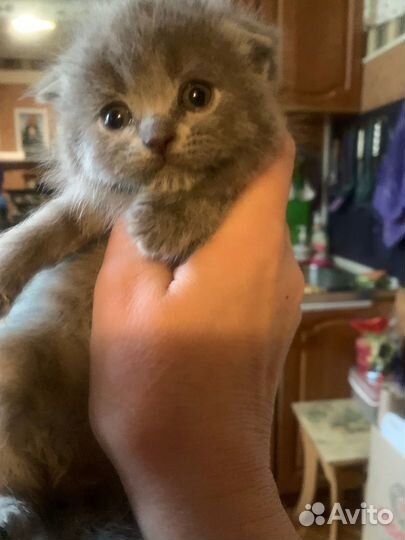 Вислоухие колобки