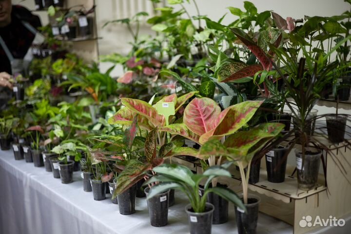 Выставка комнатных растений Cvetokdobrо