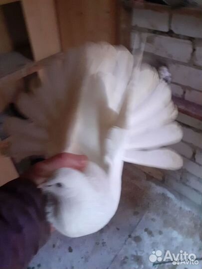 Николаевские голуби