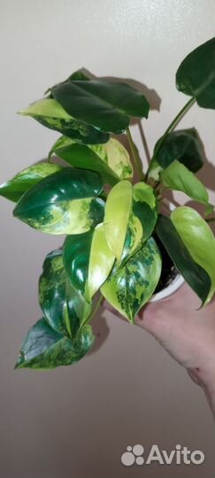 Филодендроны