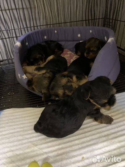 Йоркширский терьер