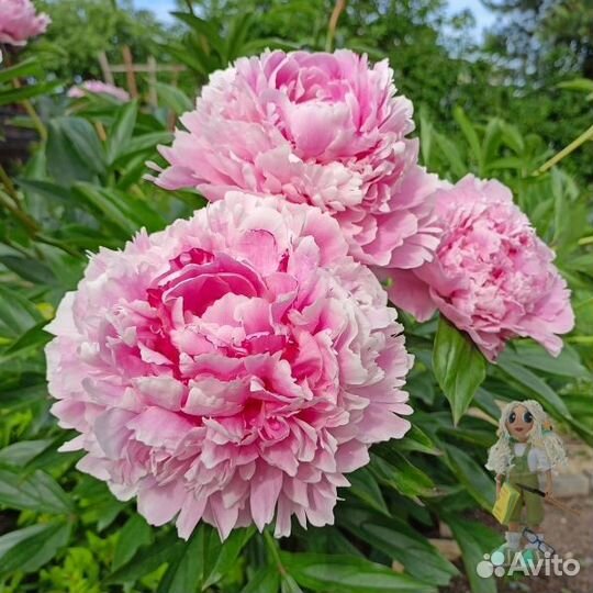 Пионы Цветы для сада